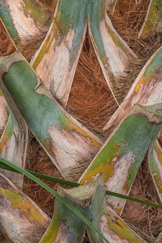 Palm Trunk Detail II White Modern Wood Framed Art Print with Double Matting by Head, Danny