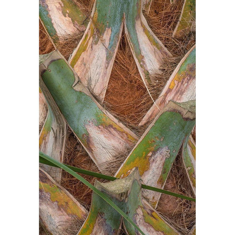 Palm Trunk Detail II Black Modern Wood Framed Art Print by Head, Danny