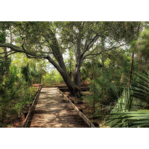 Tropical Walk White Modern Wood Framed Art Print by Head, Danny