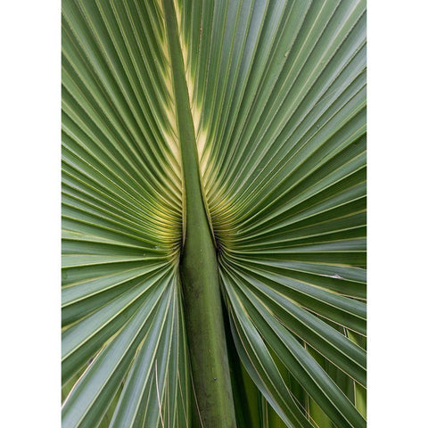 Palm Detail I White Modern Wood Framed Art Print by Head, Danny