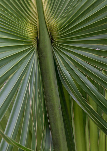 Palm Detail II Black Ornate Wood Framed Art Print with Double Matting by Head, Danny