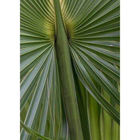 Palm Detail II Gold Ornate Wood Framed Art Print with Double Matting by Head, Danny