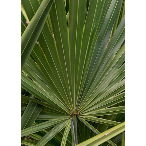 Palm Detail III White Modern Wood Framed Art Print by Head, Danny