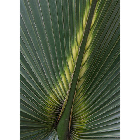 Palm Detail IV Black Modern Wood Framed Art Print with Double Matting by Head, Danny