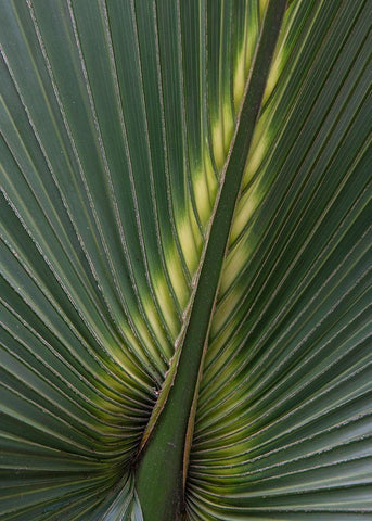 Palm Detail IV White Modern Wood Framed Art Print with Double Matting by Head, Danny