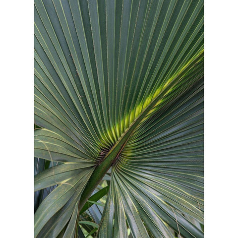 Palm Detail V Gold Ornate Wood Framed Art Print with Double Matting by Head, Danny