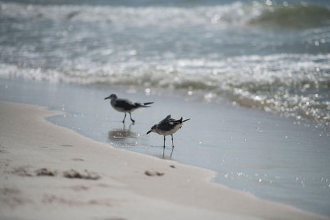 Wading II Black Ornate Wood Framed Art Print with Double Matting by Head, Danny