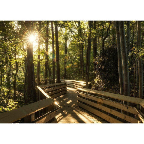 Sunstar Path Black Modern Wood Framed Art Print with Double Matting by Head, Danny