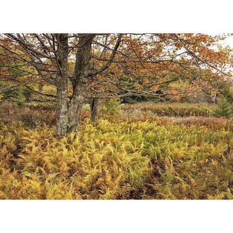 Maples and Ferns Gold Ornate Wood Framed Art Print with Double Matting by Head, Danny