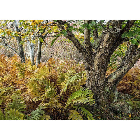 Autumn Fern Black Modern Wood Framed Art Print with Double Matting by Head, Danny