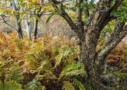 Image Only