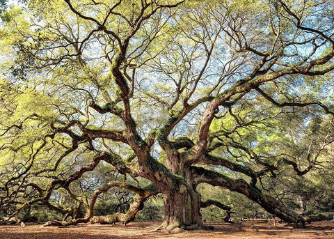 Angel Oak Black Ornate Wood Framed Art Print with Double Matting by Head, Danny