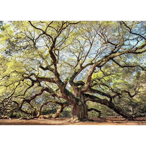 Angel Oak White Modern Wood Framed Art Print by Head, Danny