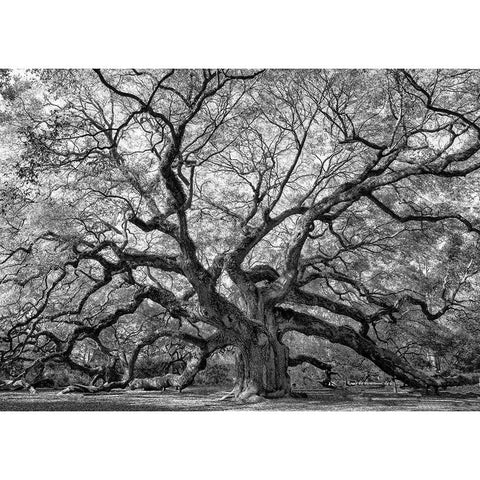 Angel Oak BAndW White Modern Wood Framed Art Print by Head, Danny