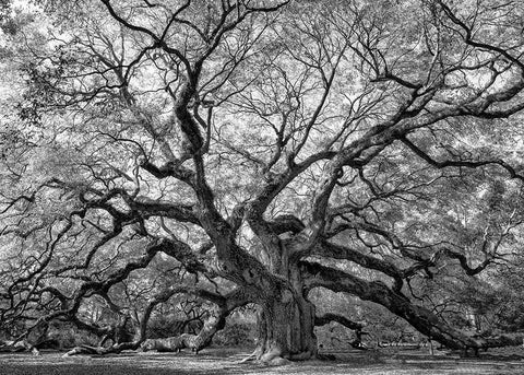 Angel Oak BAndW White Modern Wood Framed Art Print with Double Matting by Head, Danny