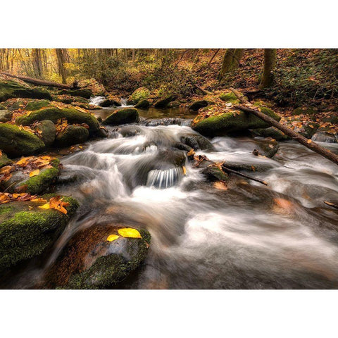 Fallen Leaves Black Modern Wood Framed Art Print with Double Matting by Head, Danny