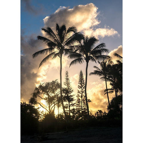 Palm Silouette I Black Modern Wood Framed Art Print by Head, Danny