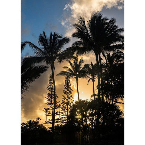 Palm Silouette II Black Modern Wood Framed Art Print with Double Matting by Head, Danny