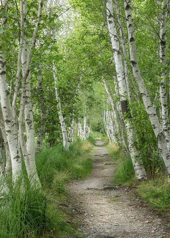 Summer Path I Black Ornate Wood Framed Art Print with Double Matting by Head, Danny