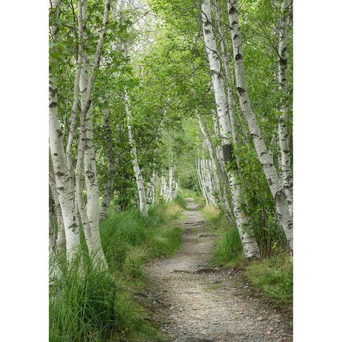 Summer Path I White Modern Wood Framed Art Print by Head, Danny