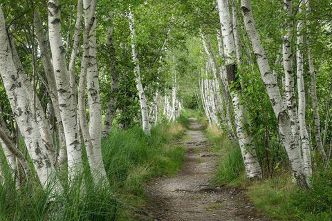 Summer Path II White Modern Wood Framed Art Print with Double Matting by Head, Danny