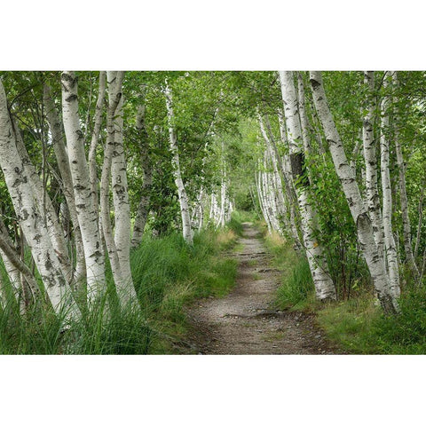 Summer Path II Black Modern Wood Framed Art Print by Head, Danny