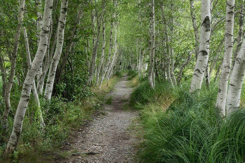 Summer Path III Black Ornate Wood Framed Art Print with Double Matting by Head, Danny