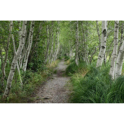 Summer Path III Black Modern Wood Framed Art Print by Head, Danny