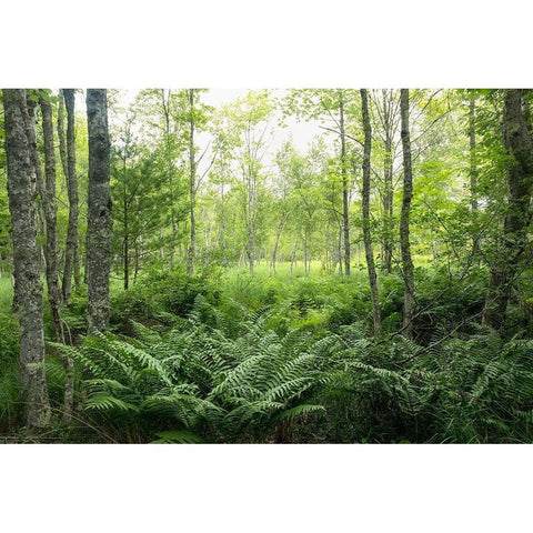 Woodlands White Modern Wood Framed Art Print by Head, Danny