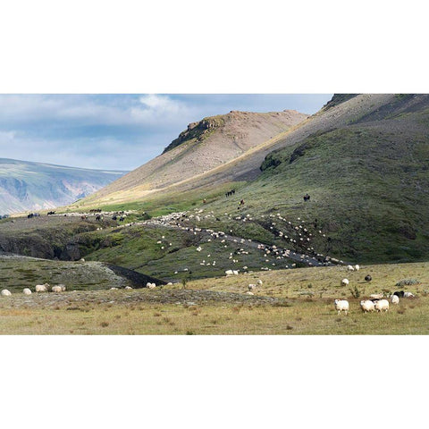 Herding Sheep II White Modern Wood Framed Art Print by Head, Danny