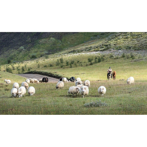 Herding Sheep III Gold Ornate Wood Framed Art Print with Double Matting by Head, Danny