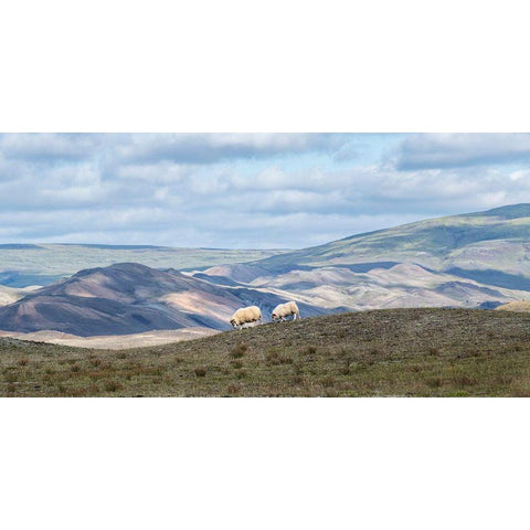 Highland Grazing I Gold Ornate Wood Framed Art Print with Double Matting by Head, Danny