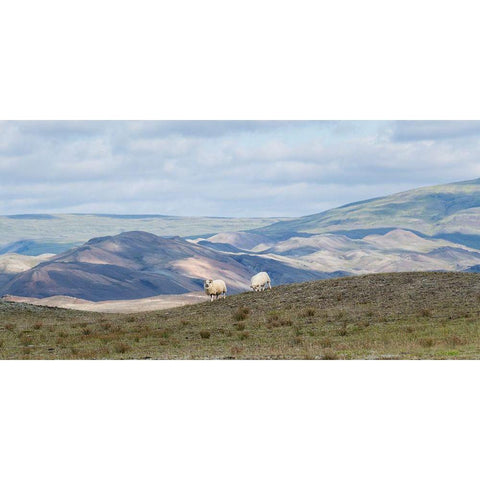 HIghland Grazing II Black Modern Wood Framed Art Print by Head, Danny