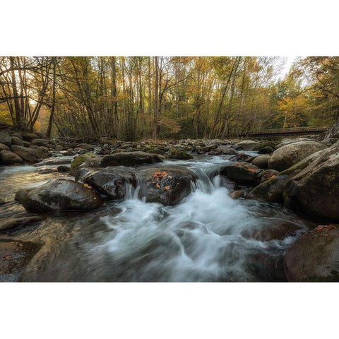 Amber Autumn II Black Modern Wood Framed Art Print by Head, Danny