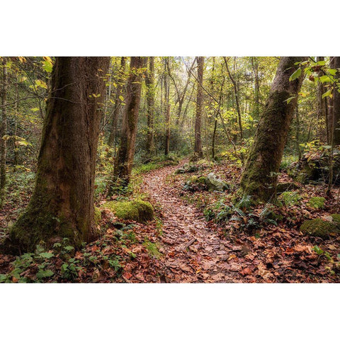 Mt Sterling Trail I White Modern Wood Framed Art Print by Head, Danny