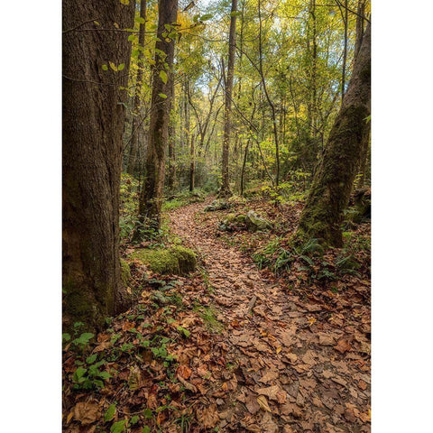 Mt Sterling Trail II White Modern Wood Framed Art Print by Head, Danny
