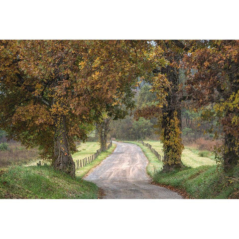 Between the Oaks Gold Ornate Wood Framed Art Print with Double Matting by Head, Danny