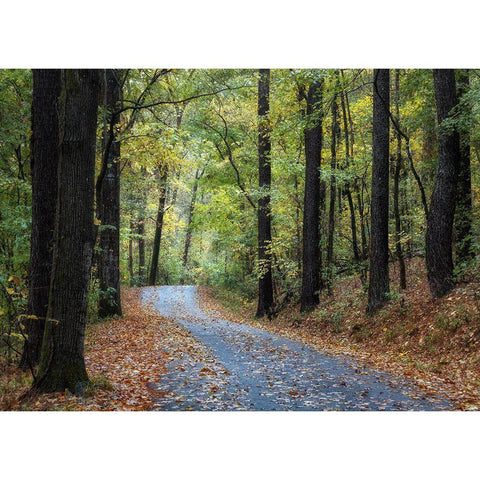 Country Drive White Modern Wood Framed Art Print by Head, Danny