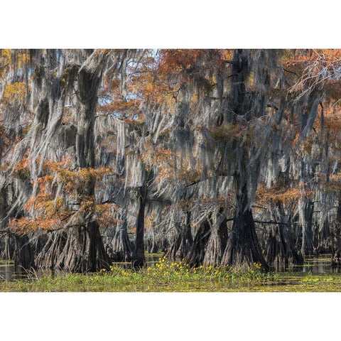 Bayou Flowers Gold Ornate Wood Framed Art Print with Double Matting by Head, Danny