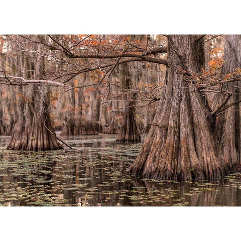 On the Bayou I White Modern Wood Framed Art Print by Head, Danny