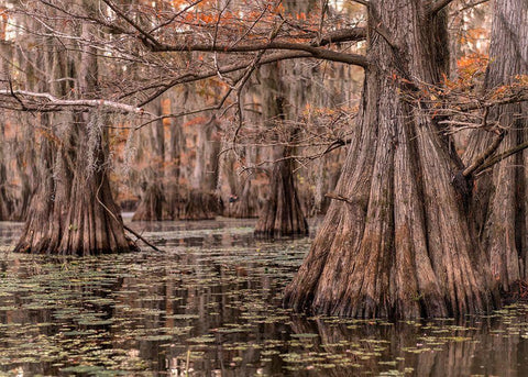 On the Bayou I White Modern Wood Framed Art Print with Double Matting by Head, Danny