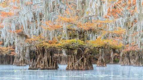 Bayou Colors White Modern Wood Framed Art Print with Double Matting by Head, Danny