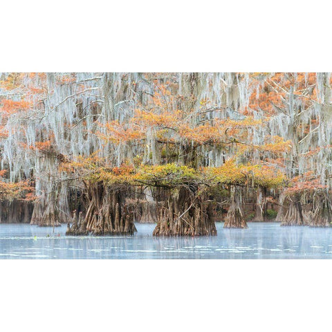 Bayou Colors Black Modern Wood Framed Art Print by Head, Danny