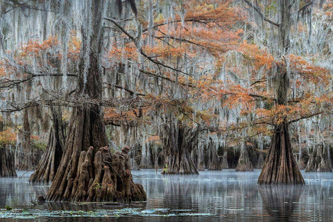 Spanish Moss I White Modern Wood Framed Art Print with Double Matting by Head, Danny