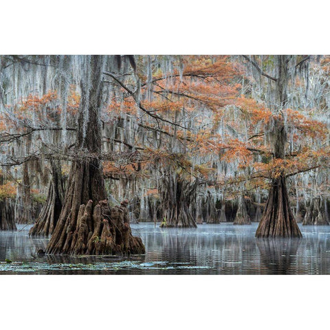 Spanish Moss I Black Modern Wood Framed Art Print by Head, Danny