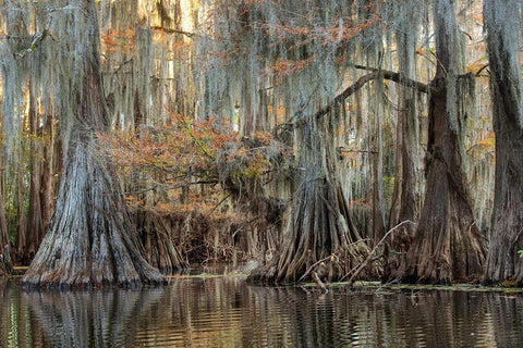Cypress Silk White Modern Wood Framed Art Print with Double Matting by Head, Danny