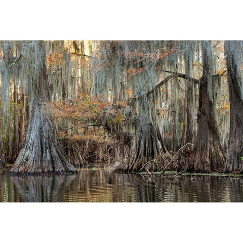 Cypress Silk Black Modern Wood Framed Art Print by Head, Danny