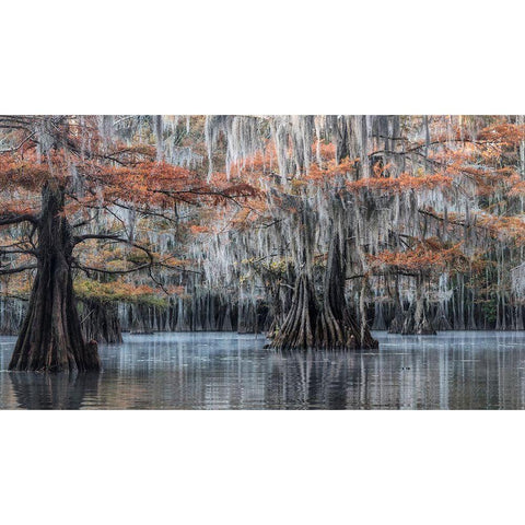 Spanish Moss II Black Modern Wood Framed Art Print with Double Matting by Head, Danny