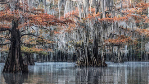 Spanish Moss II Black Ornate Wood Framed Art Print with Double Matting by Head, Danny