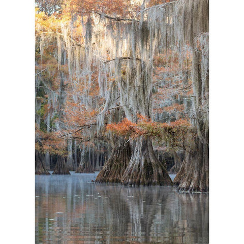 Bayou Blues Black Modern Wood Framed Art Print with Double Matting by Head, Danny